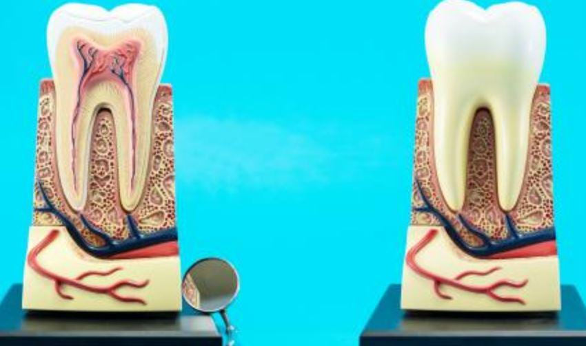Quanti sono i canali di un dente?