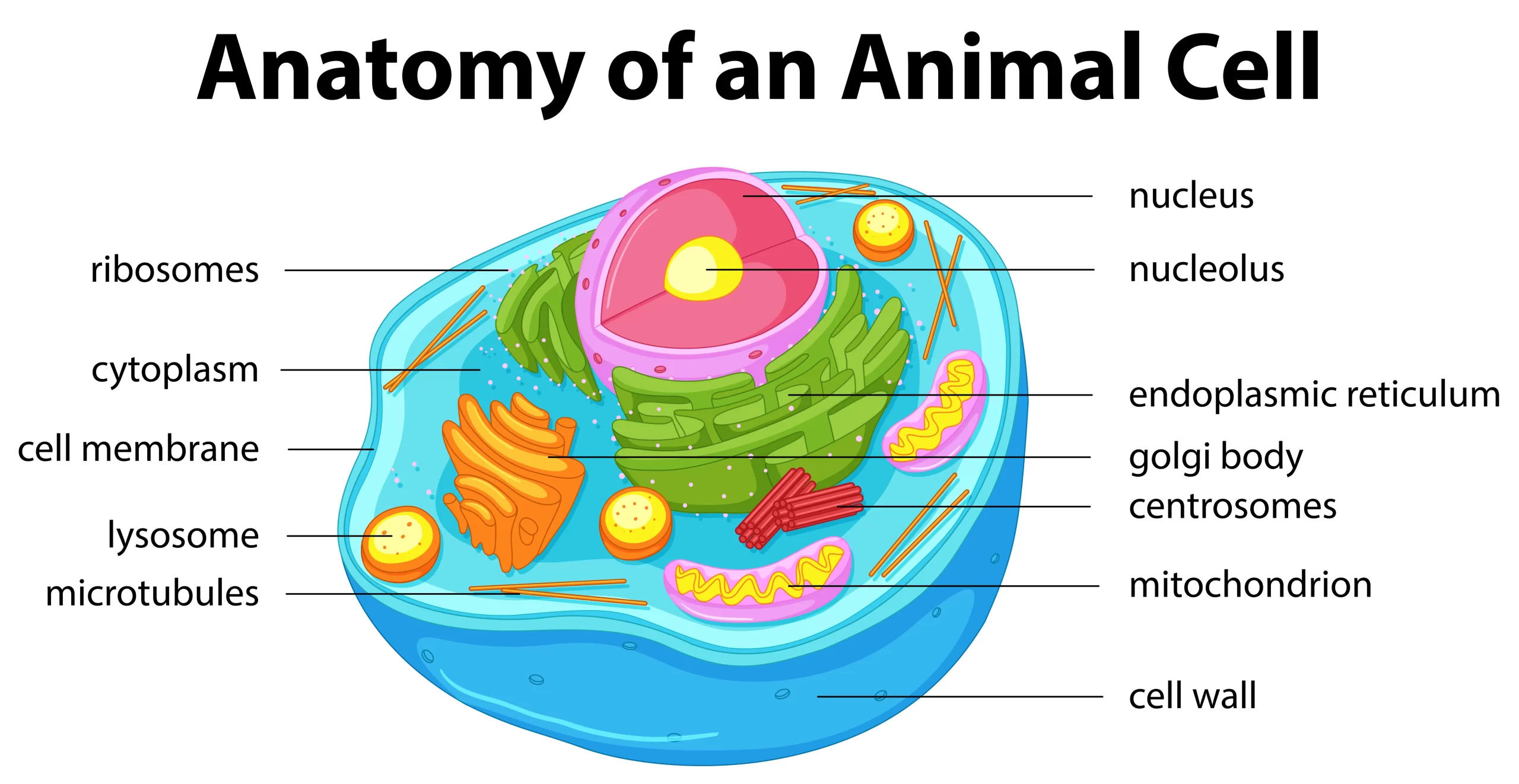 Disegno di una cellula animale (parte 3)