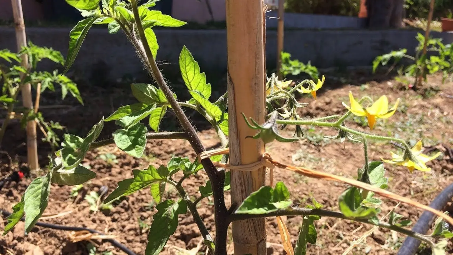 Quando e come effettuare la potatura dei pomodori