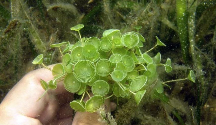 A cosa assomigliano le alghe