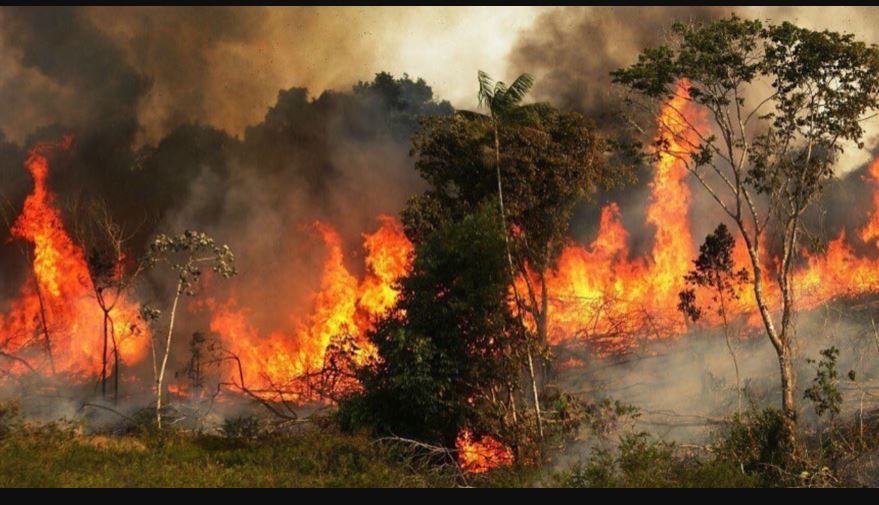 Chi ha bruciato l Amazzonia?