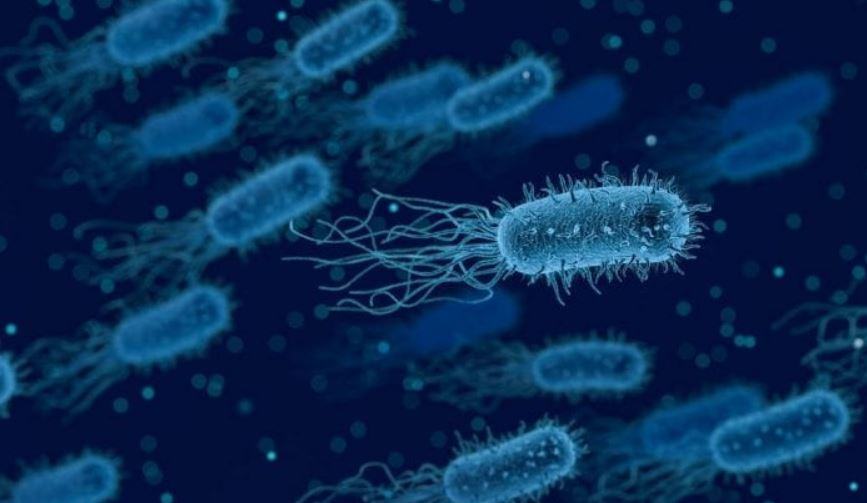 Chi sono i microrganismi patogeni?