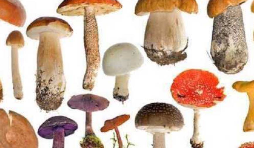 Come capire dove si trovano i funghi?