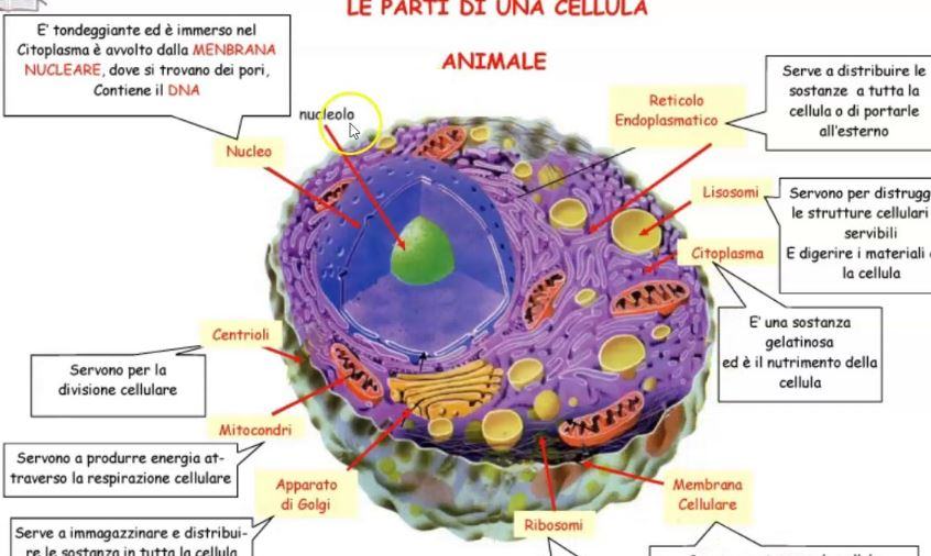 Come e fatta una cellula animale