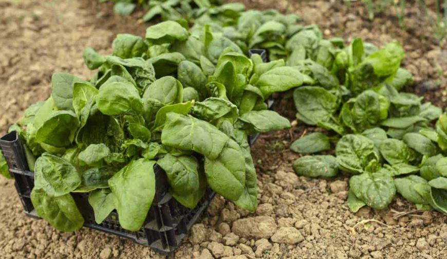 Come e quando seminare gli spinaci?