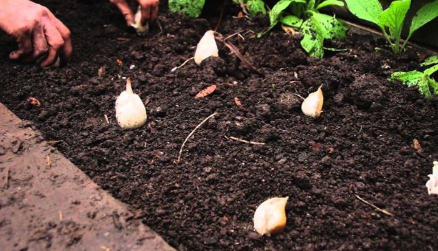 Come e quando si pianta l'aglio?