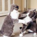 Come fermare due gatti che litigano