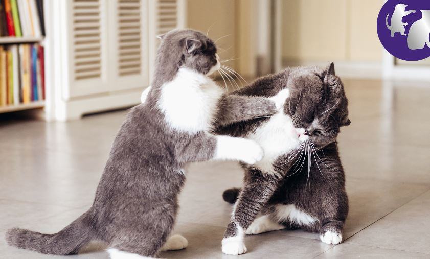 Come fermare due gatti che litigano?