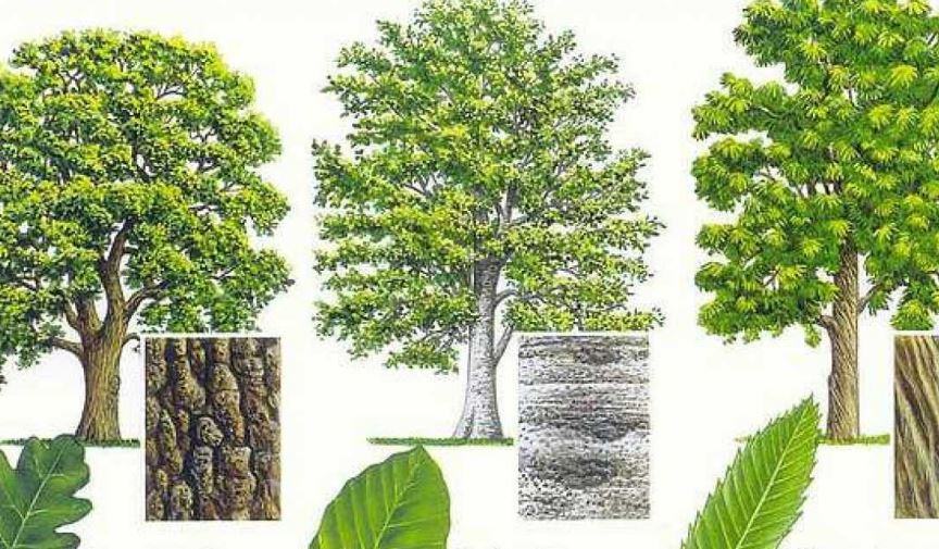 Come riconoscere le piante dalle foglie?
