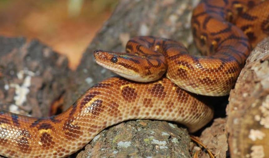 Come si chiama il letargo dei serpenti?