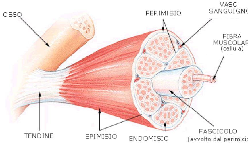 Come si chiama il tessuto che riveste i muscoli e che alle estremità si ispessisce formando i tendini?