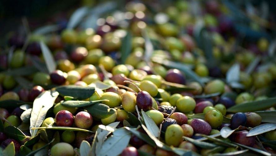 Come si frangono le olive?