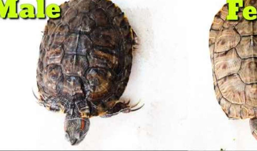 Come si può capire se è maschio o femmina la tartaruga?