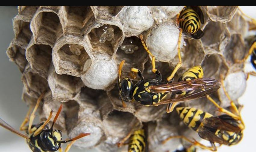 Come stordire una vespa