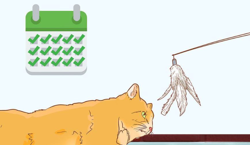Come tenere i gatti lontani dalle tende?