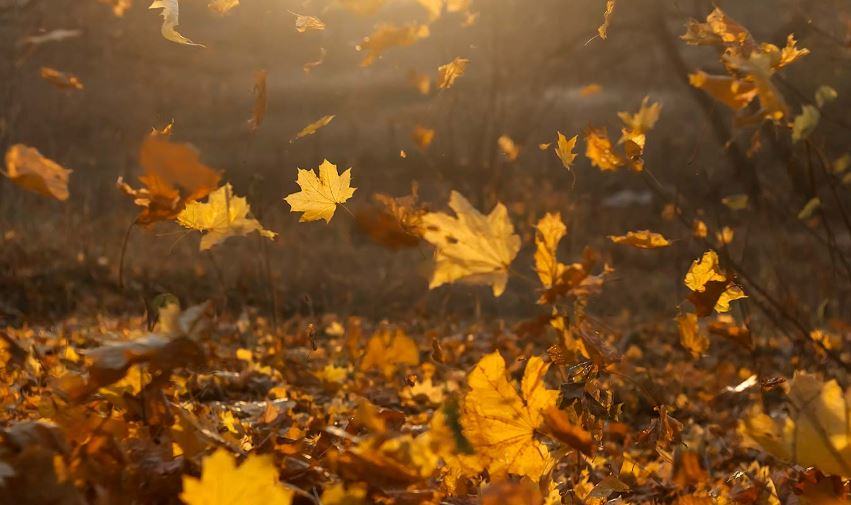 Cosa fanno le foglie in autunno?