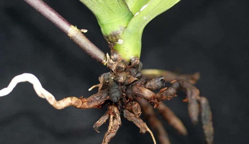 Cosa fare con le radici secche delle orchidee?
