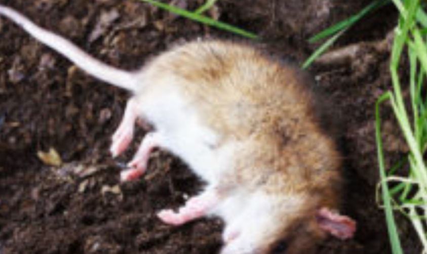 Cosa provoca il veleno per topi?
