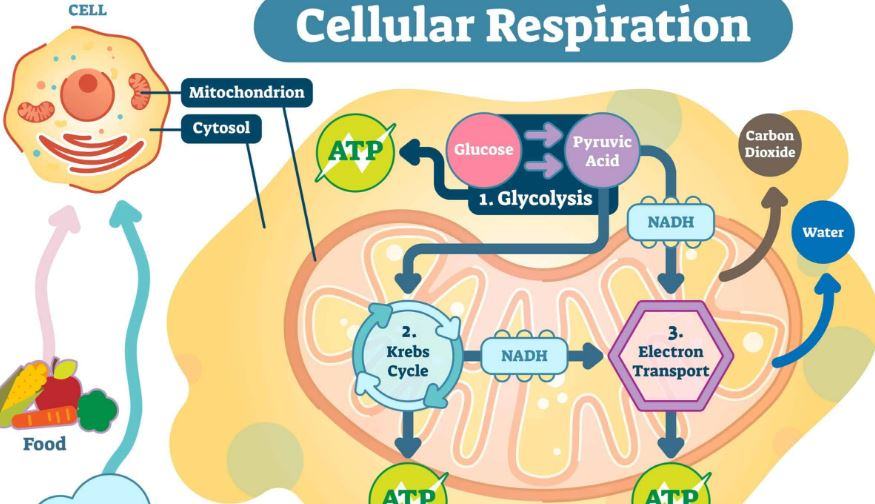 Cosa si produce con la respirazione cellulare?
