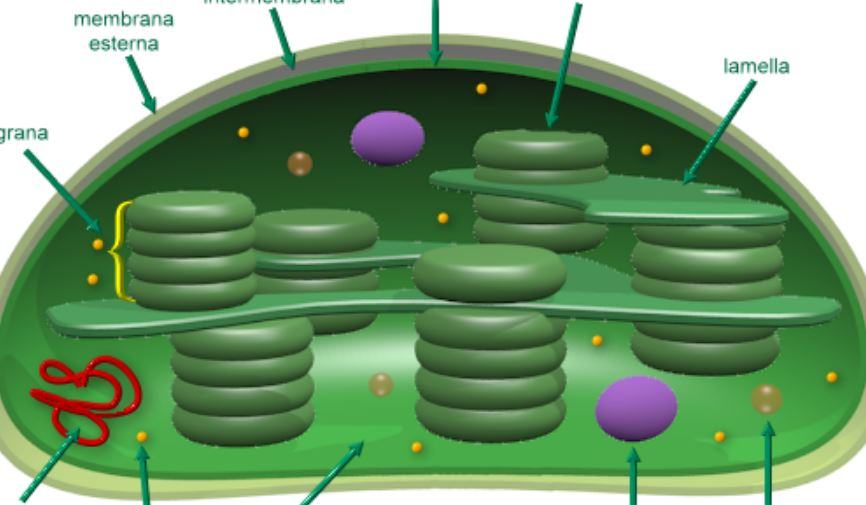 Cosa sono i tilacoidi e le creste mitocondriali?