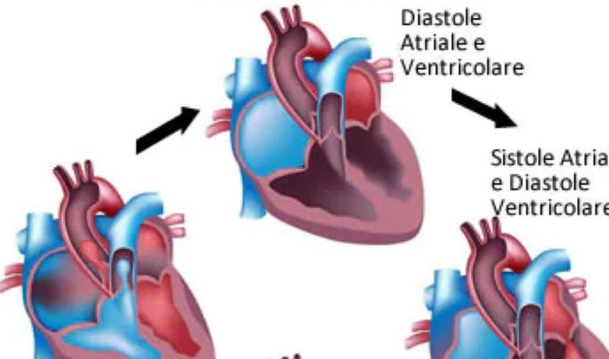 Cosa succede durante la sistole ventricolare?