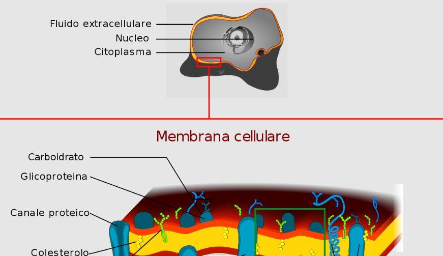 Differenza tra parete cellulare membrana plasmatica?