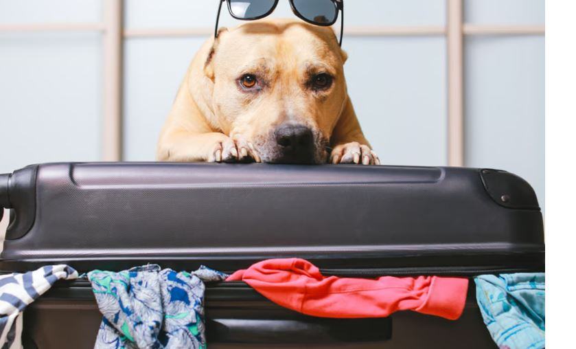 Dove lasciare il cane quando si va in vacanza Milano?