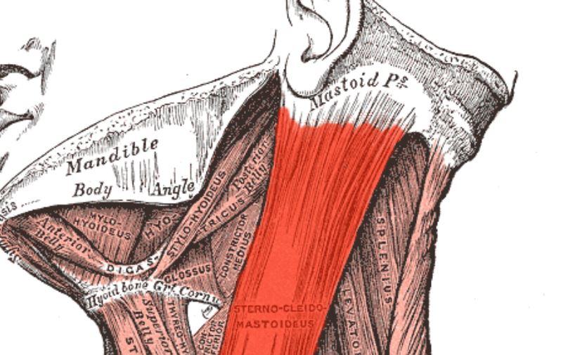 Dove origina il muscolo sternocleidomastoideo?