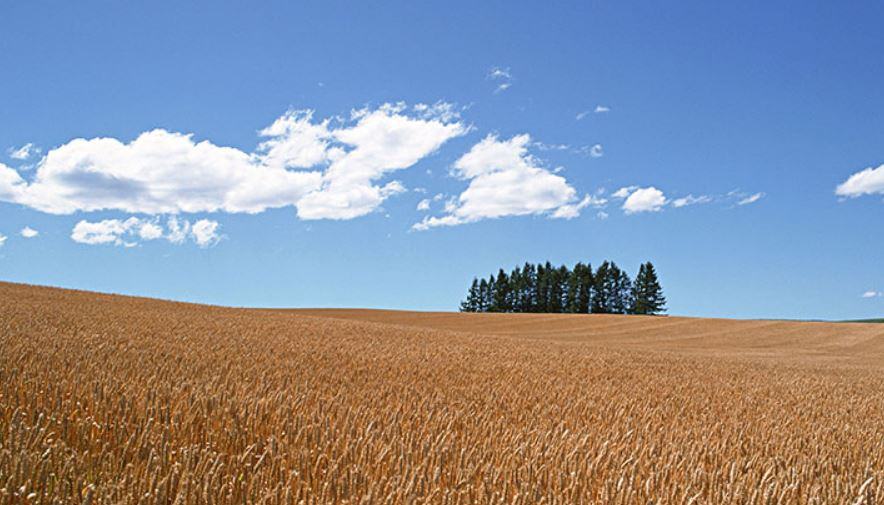 Dove si coltiva il grano duro?