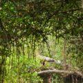Dove si trovano le foreste di mangrovie