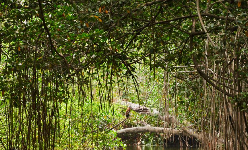 Dove si trovano le foreste di mangrovie