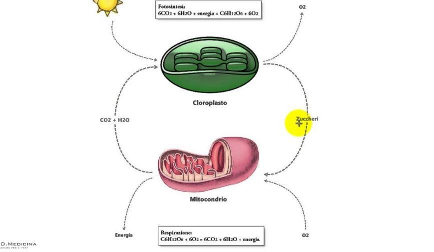 Dove si trovano mitocondri e cloroplasti