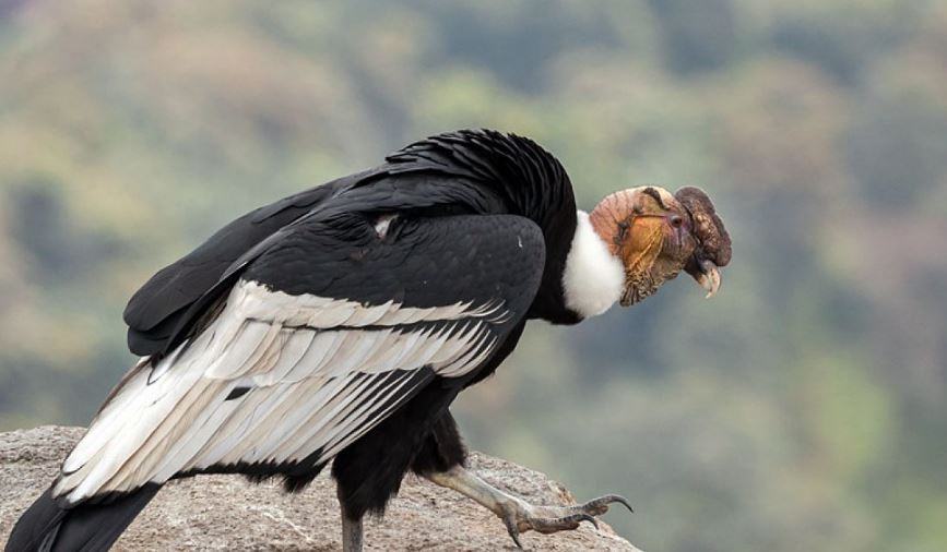 Dove vive il condor delle Ande