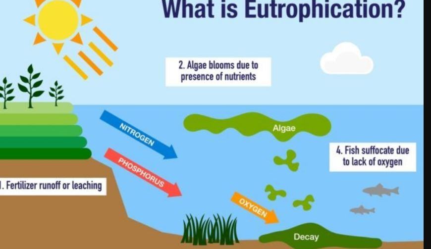 Eutrofizzazione che cosa significa?