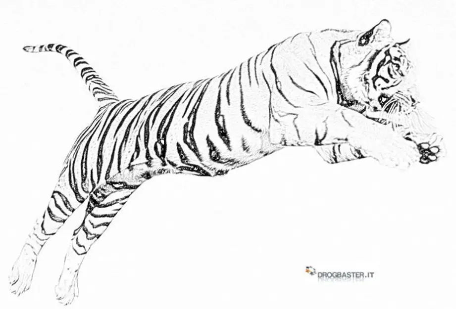 Guida al disegno della tigre