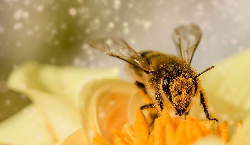 Perché le api vanno verso la luce?