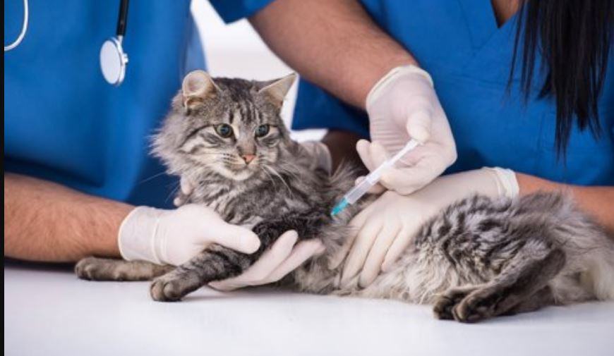 Perche si vaccinano i gatti