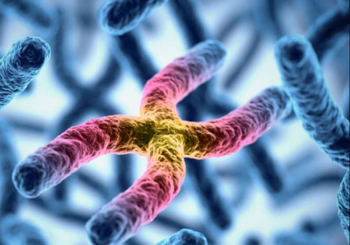 Come si vedono i cromosomi?
