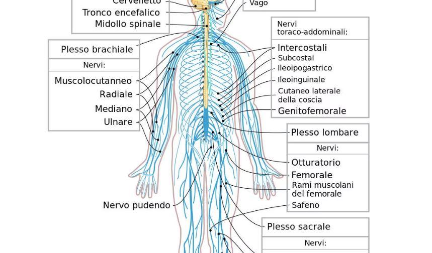Qual è la funzione dei nervi?