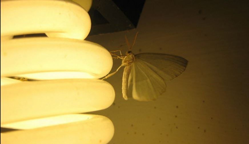 Quale luce attira gli insetti?