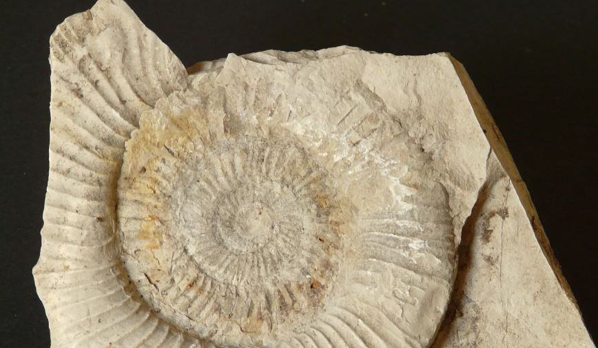 Quali sono i fossili più comuni?