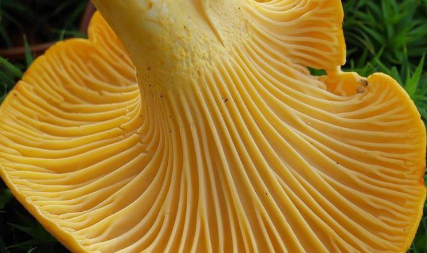 Quali sono i funghi galletti?