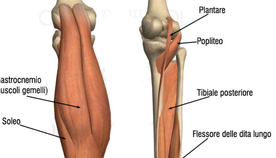 Quali sono i muscoli degli arti inferiori?