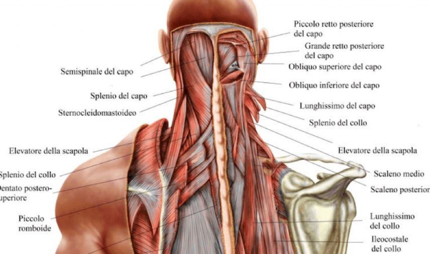 Quali sono i muscoli del collo e quali funzioni hanno