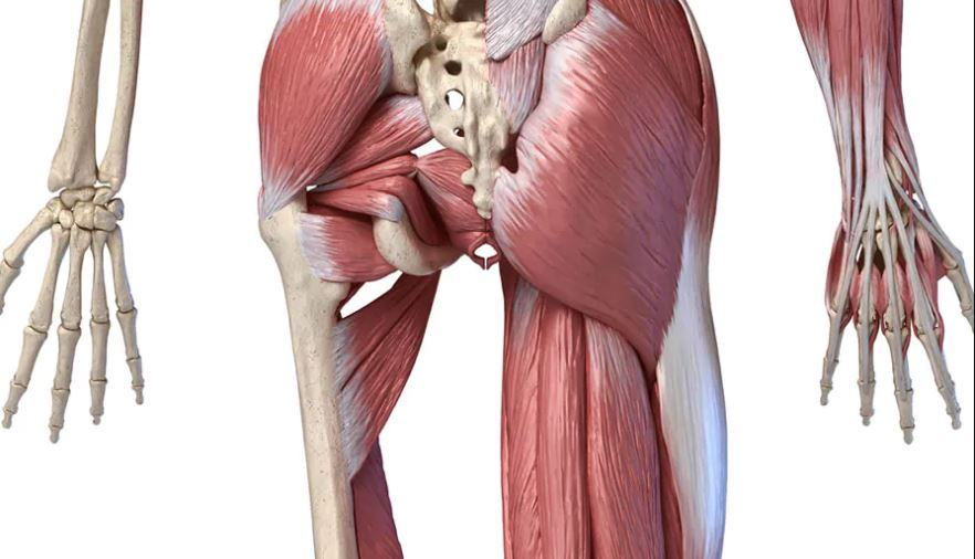 Quali sono i muscoli estensori dell'anca?