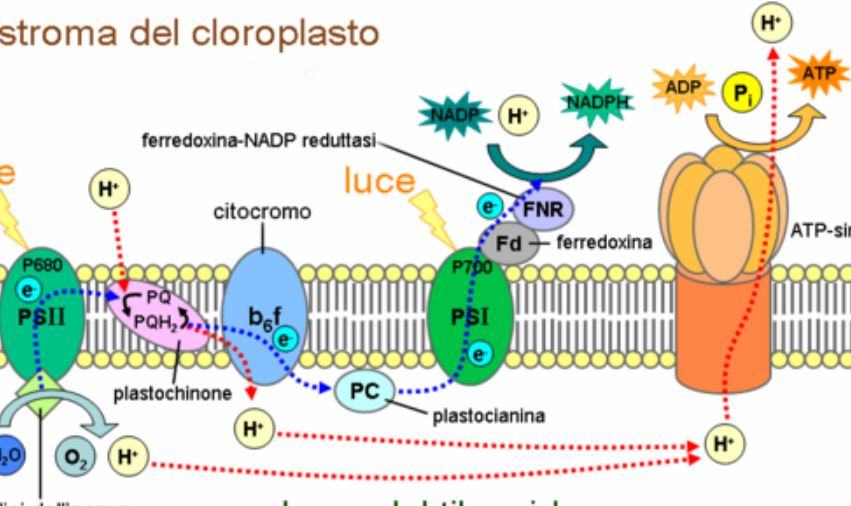 Quali sono i reagenti ei prodotti della fotosintesi clorofilliana?