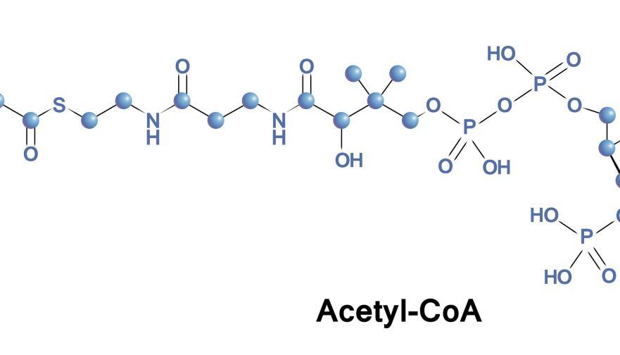 Quali sono le fonti di acetil-CoA?