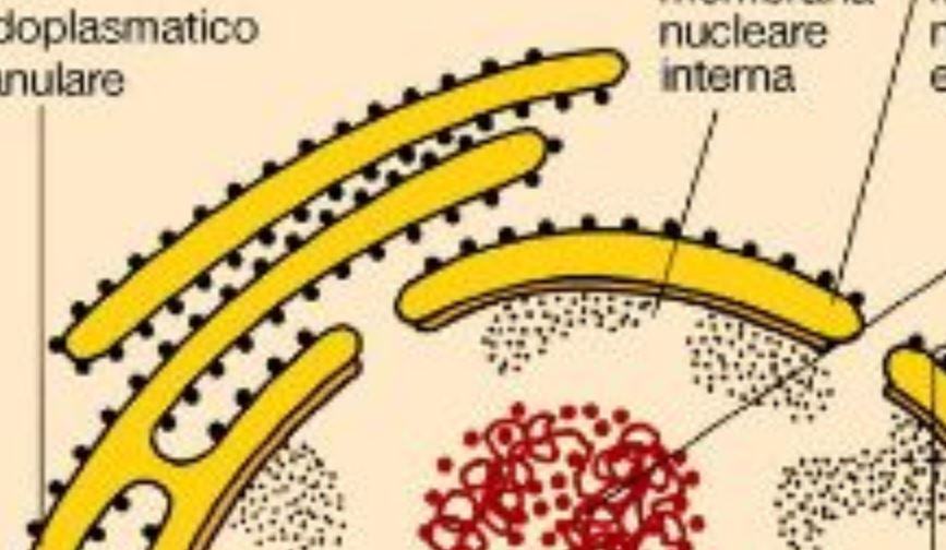 Quali sono le principali funzioni del nucleo della cellula?