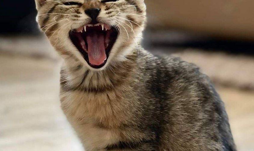 Quando il gatto urla?