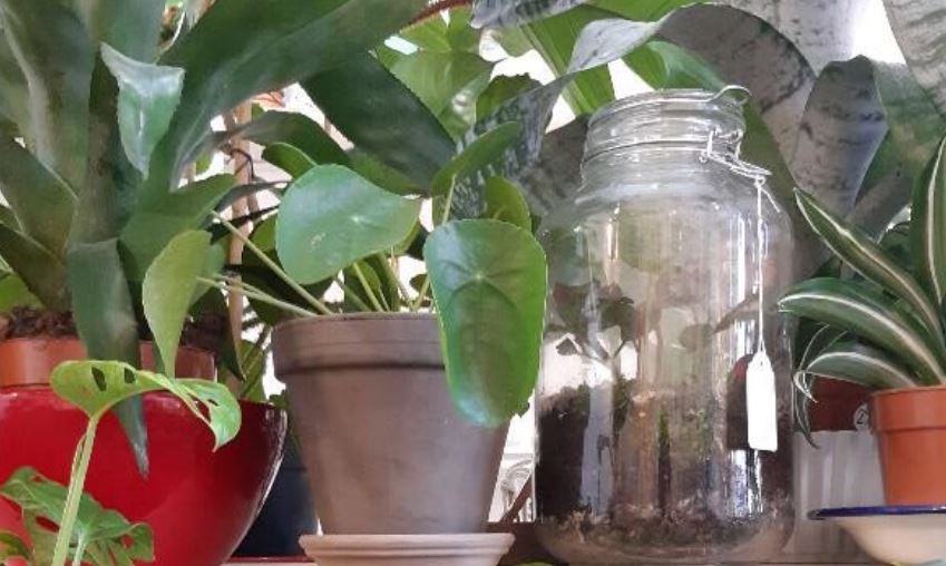 Quando si trapiantano le piante da appartamento?